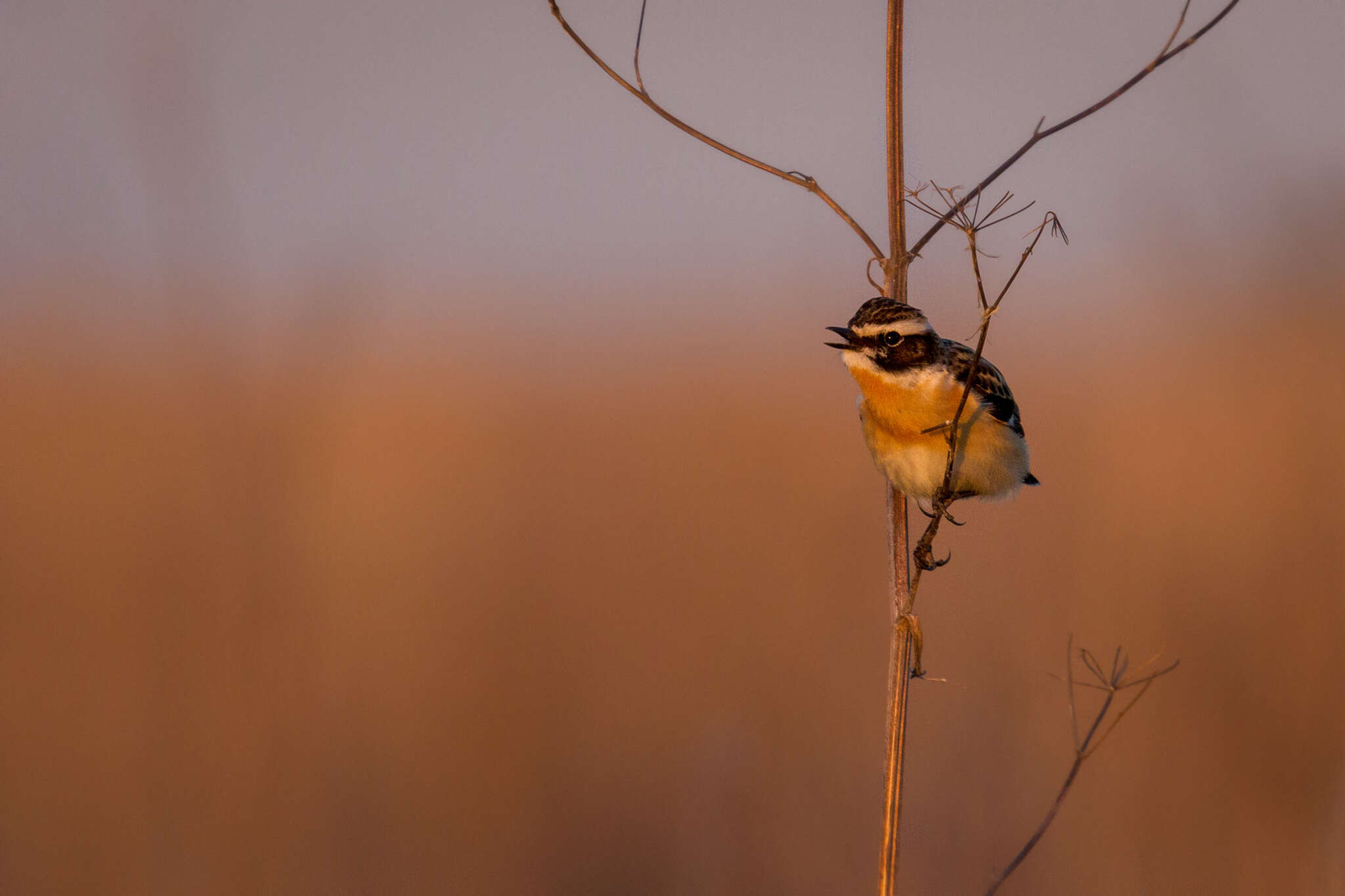 Image of Whinchat