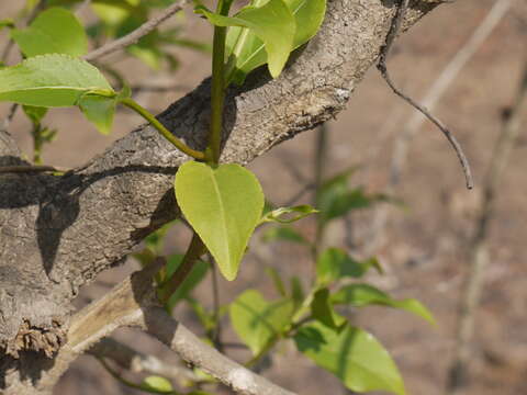 Image of Casearia tomentosa Roxb.