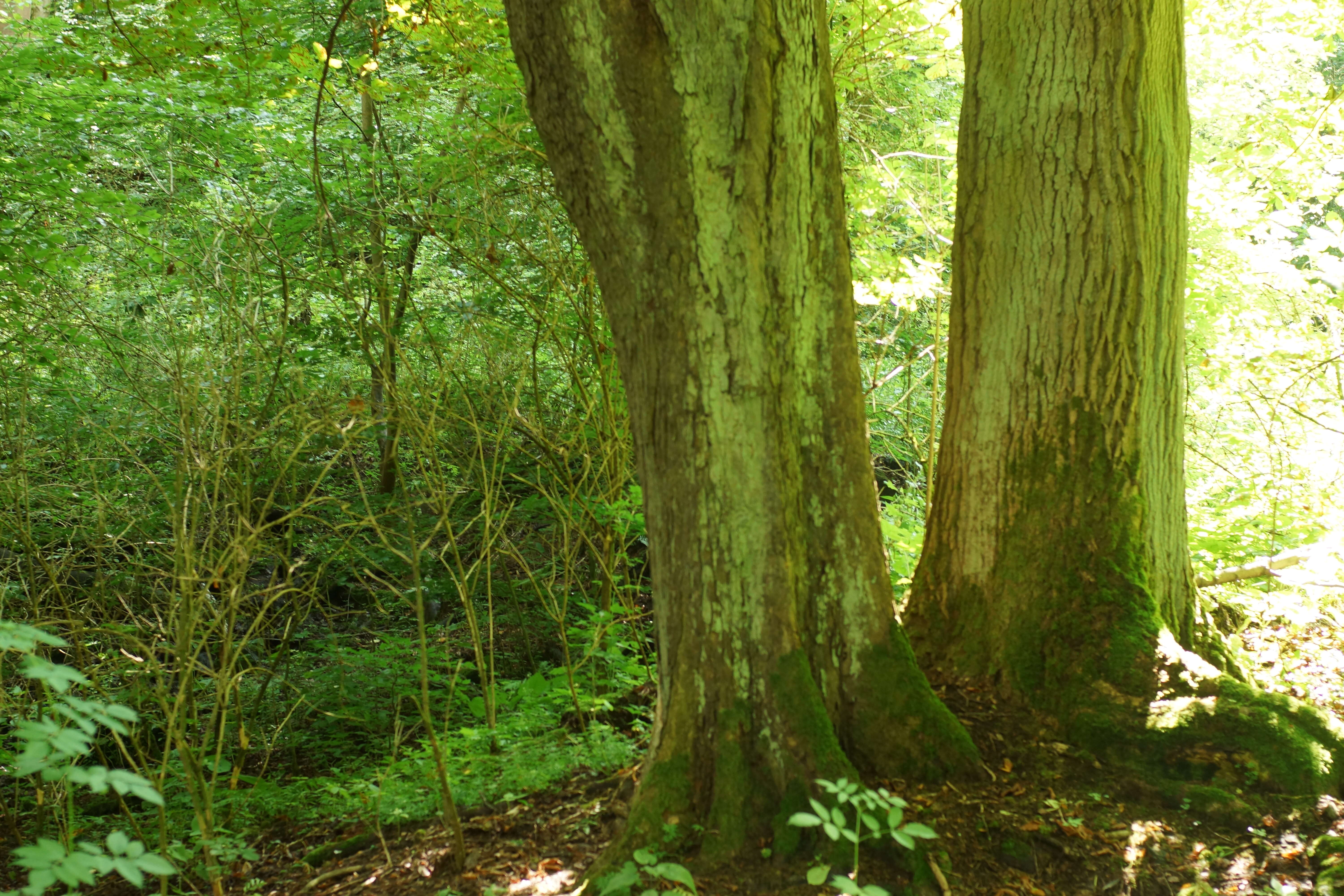 Image of beech