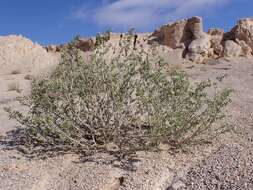 Image of Tetraena dumosa (Boiss.) Beier & Thulin