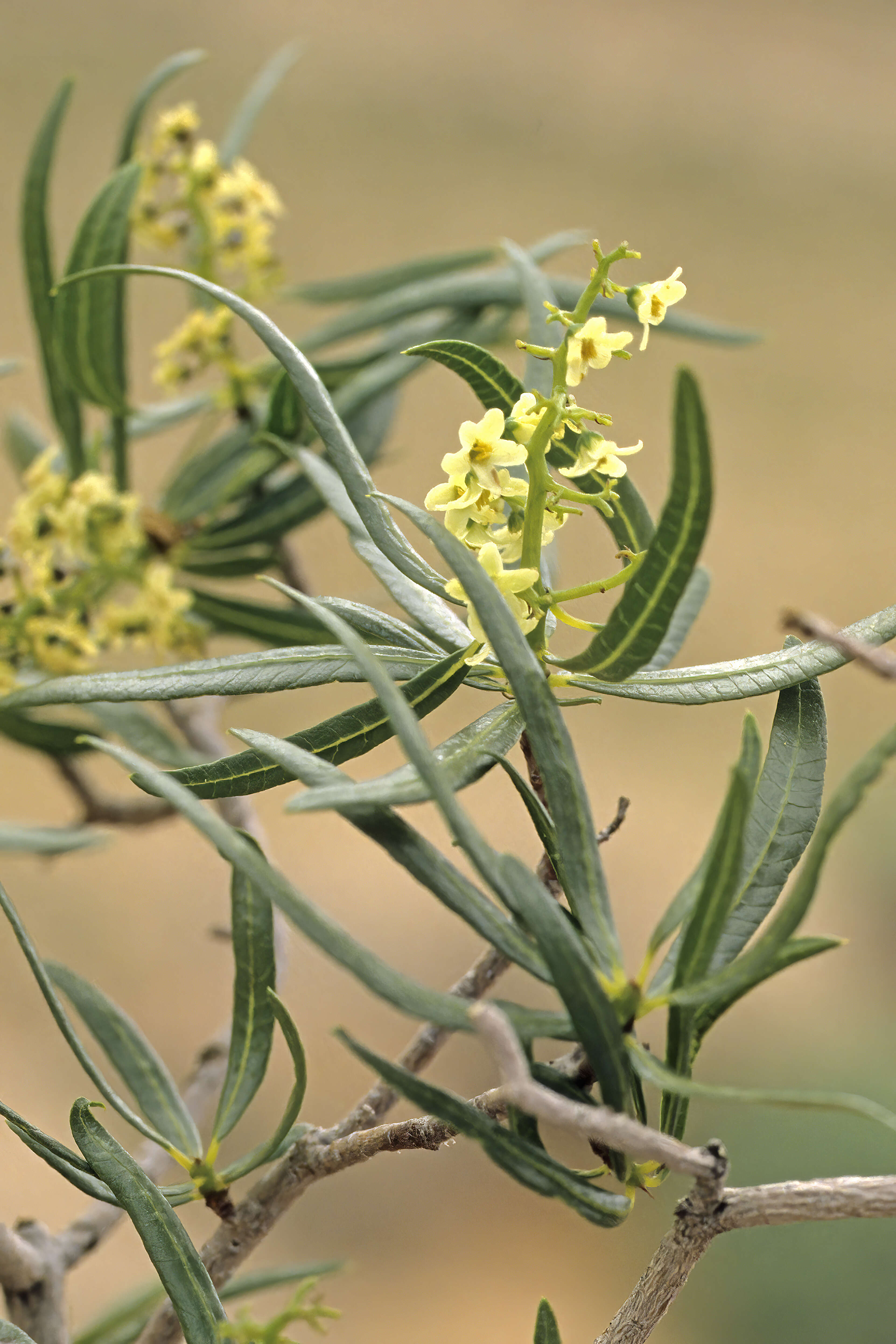 Слика од Ozoroa namaquensis (Sprague) I. von Teichman & A. E. van Wyk