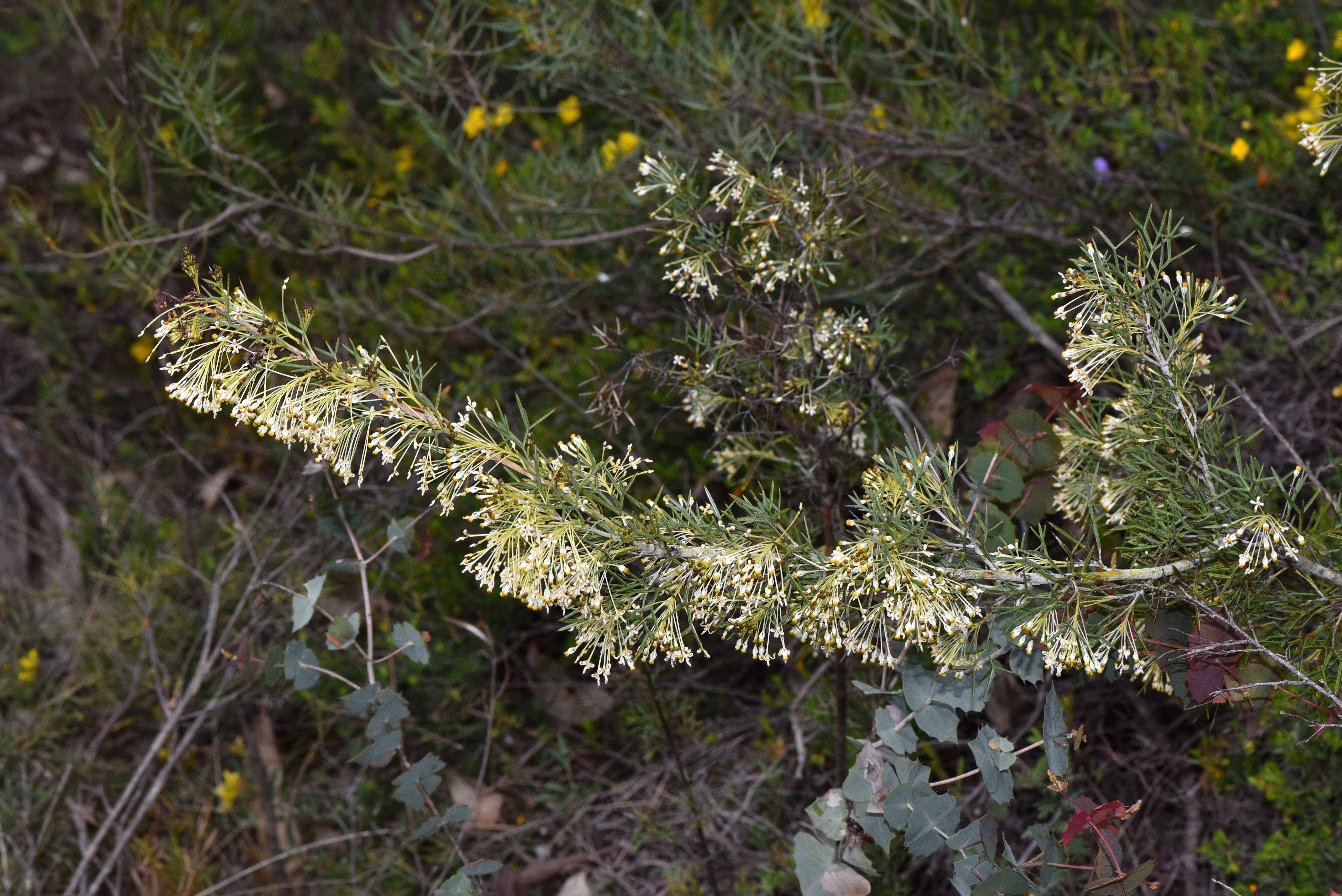 Imagem de Grevillea hortiorum