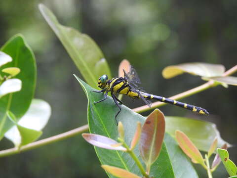 Image of Cyclogomphus flavoannulatus Rangnekar, Dharwadkar, Sadasivan & Subramanian 2019