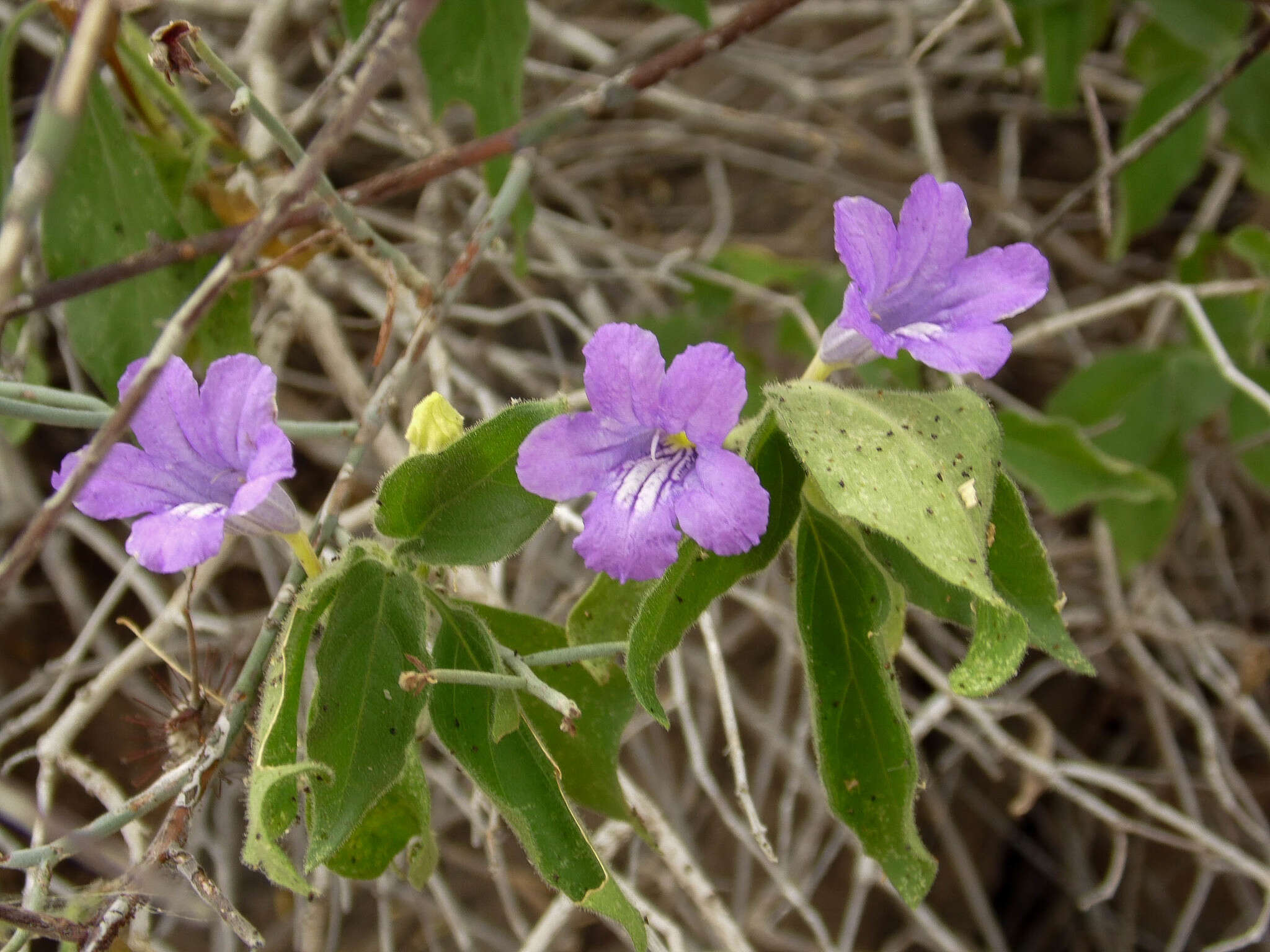 صورة Ruellia californica (Rose) I. M. Johnston