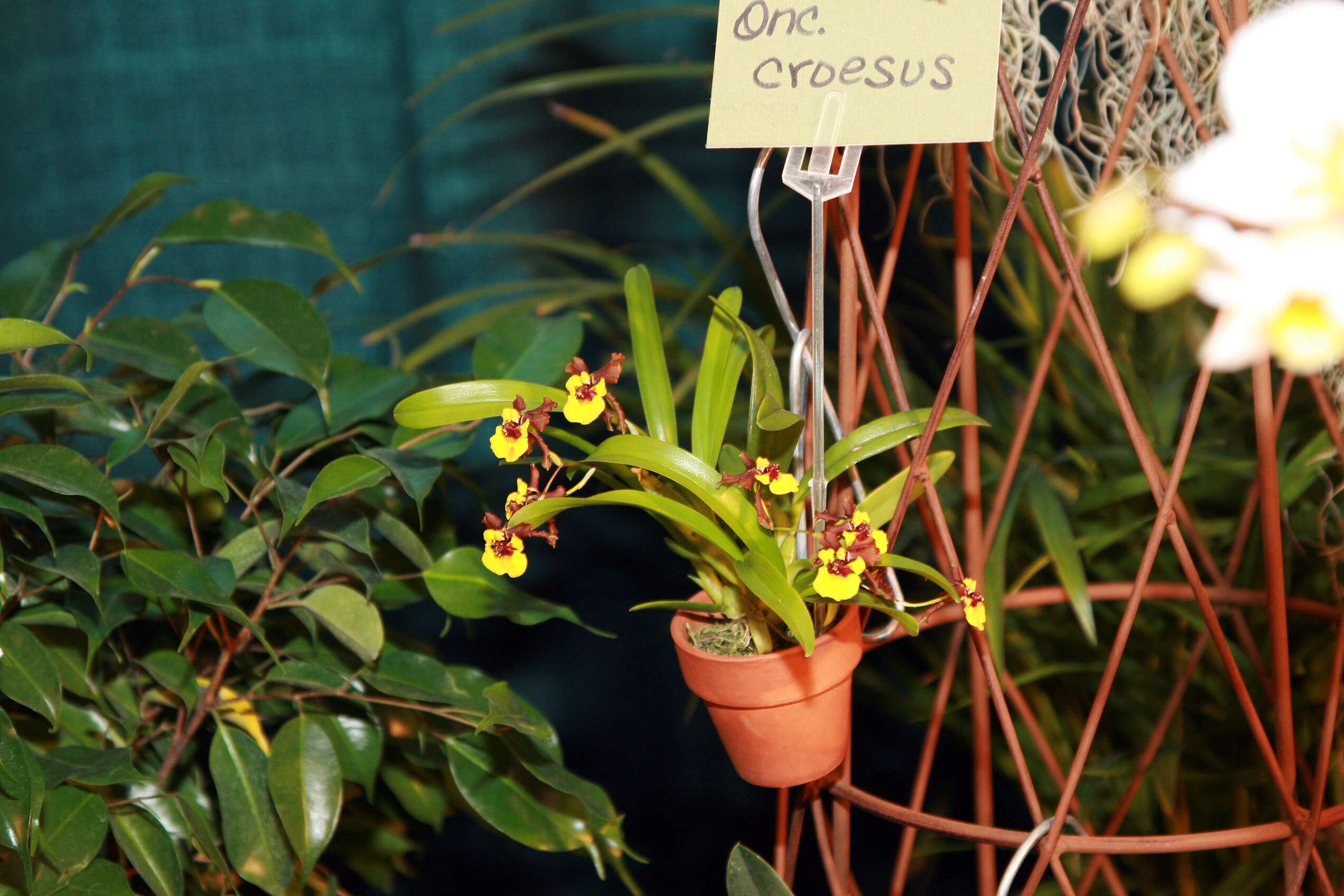 Image of Gomesa croesus (Rchb. fil.) M. W. Chase & N. H. Williams