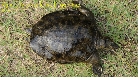 Image of Northern Chinese softshell turtle