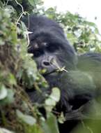 Image of Mountain Gorilla