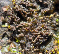 Image of lempholemma lichen
