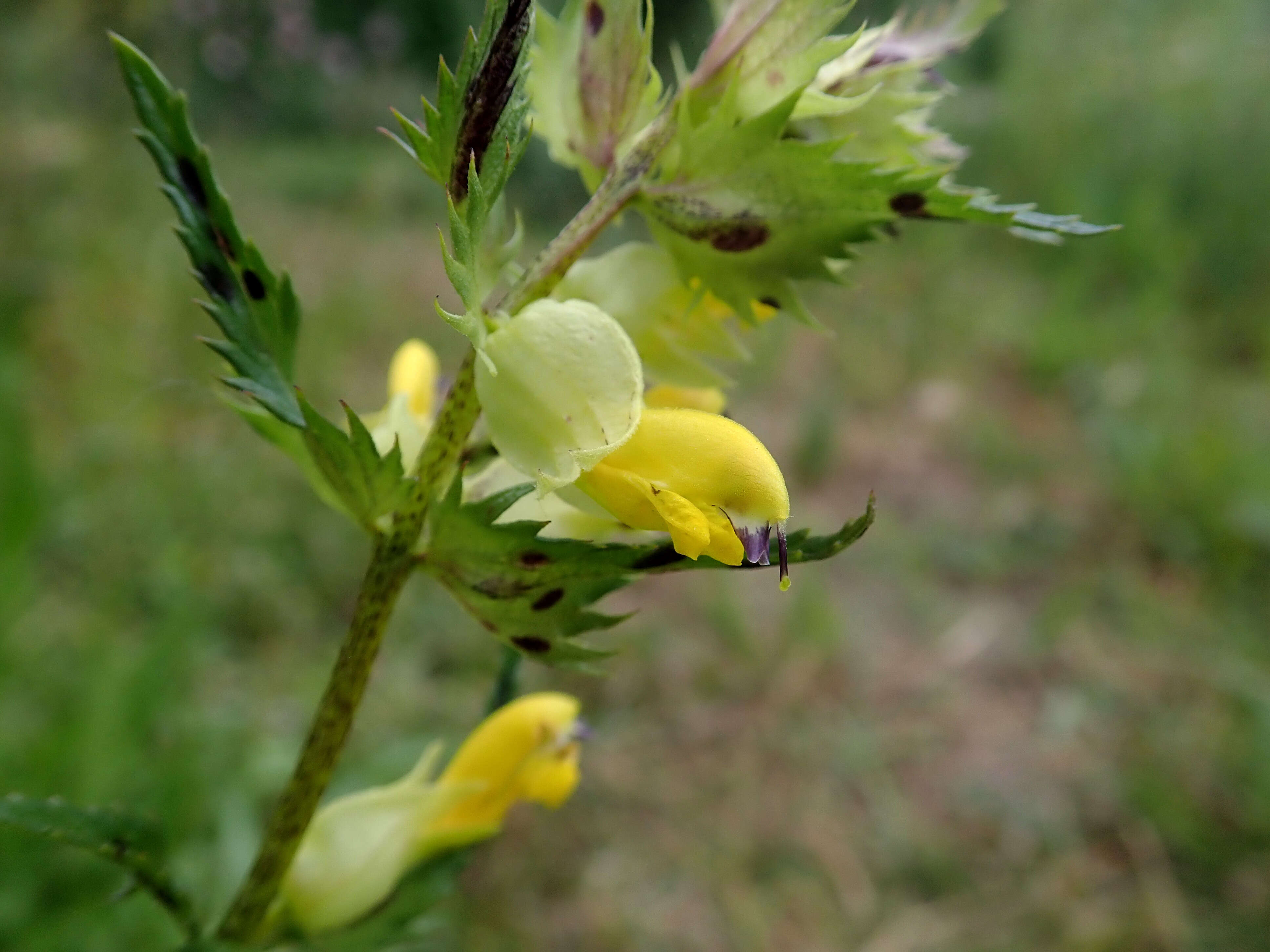 Image of late-flowering yellow rattle