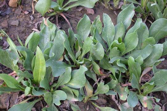 Imagem de Limonium tetragonum (Thunb.) Bullock