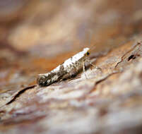 Image of Argyresthia curvella Linnaeus 1761