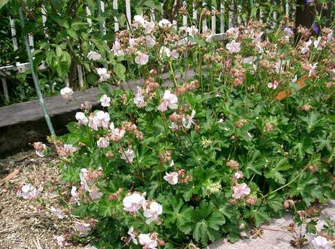 Image of <i>Geranium</i> × <i>cantabrigiense</i>