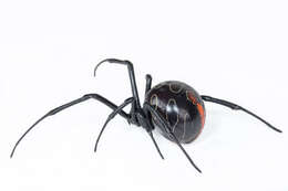 Latrodectus umbukwane的圖片