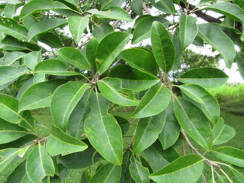 Image of Terminalia microcarpa Decne.