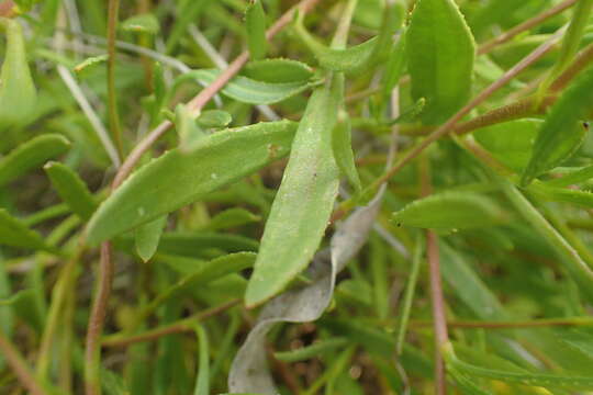 Слика од Scaevola thesioides Benth.