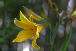 Image of Dumortier's daylily