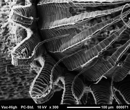 صورة Brachythecium salebrosum W. P. Schimper ex B. S. G. 1853