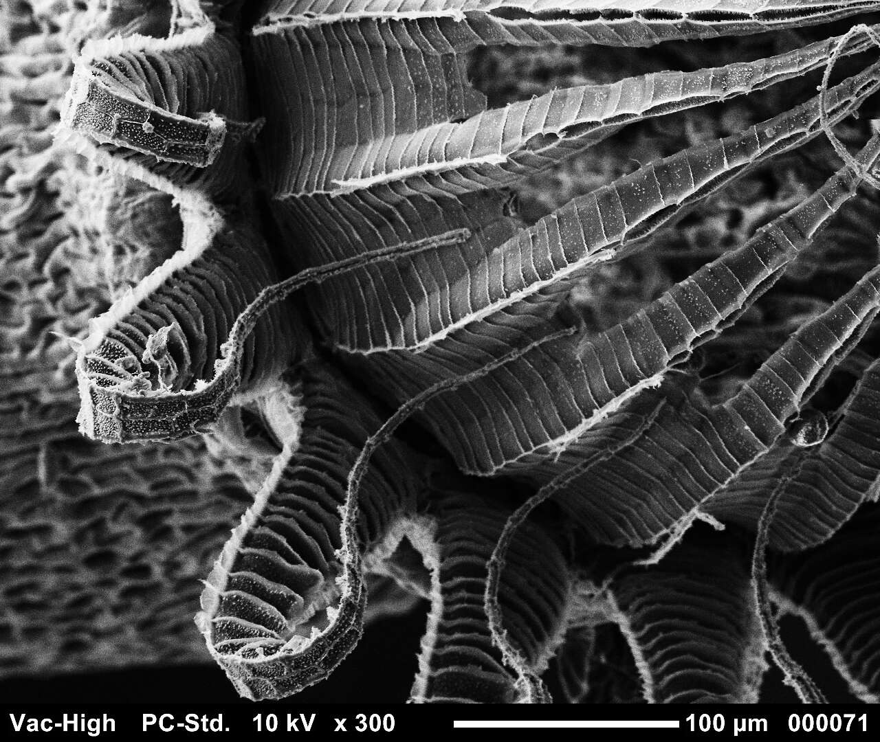 صورة Brachythecium salebrosum W. P. Schimper ex B. S. G. 1853