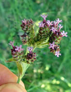 Image of Brazilian Vervain