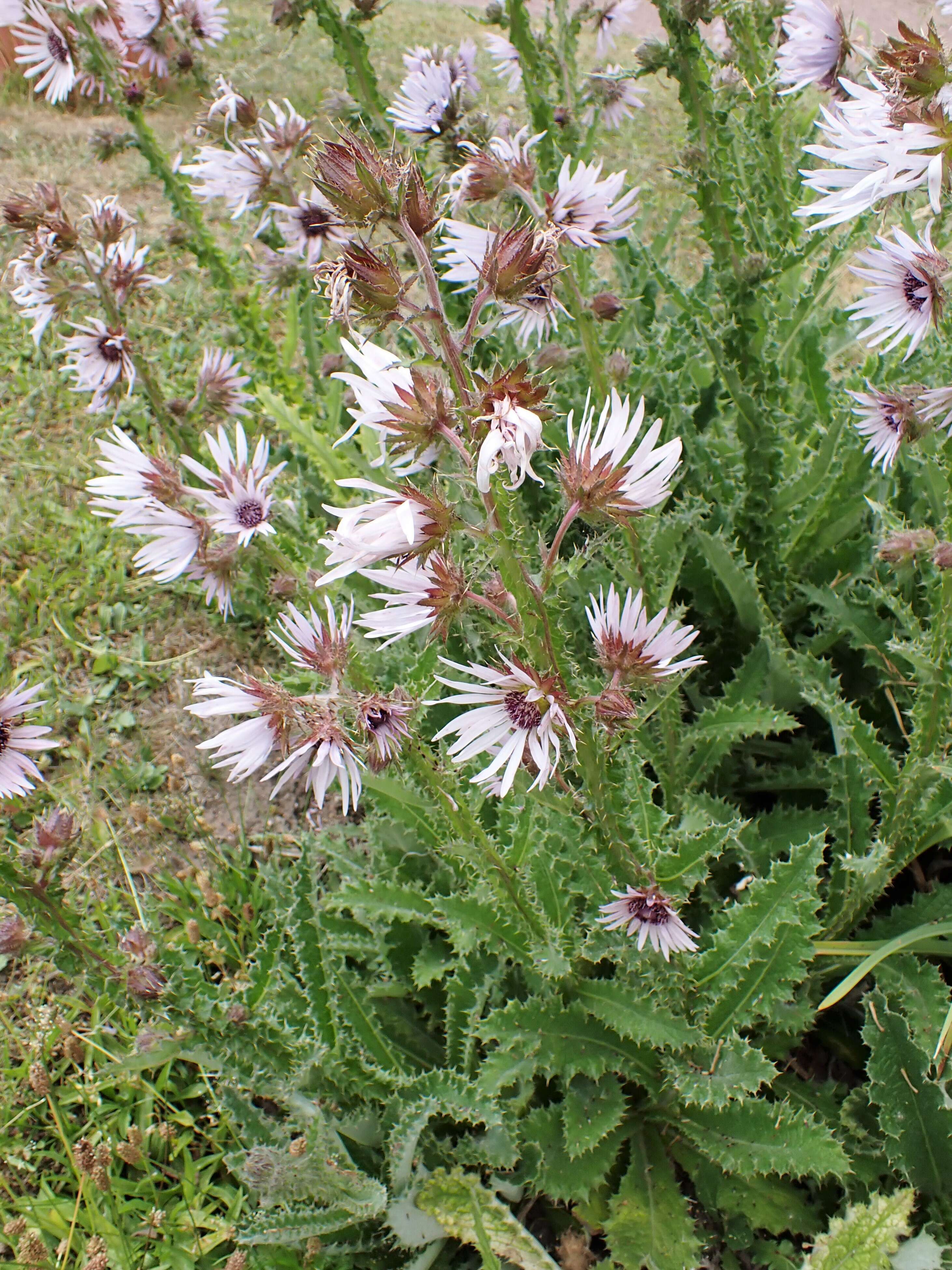 Image of Berkheya purpurea (DC.) Benth. & Hook. fil. ex Mast.