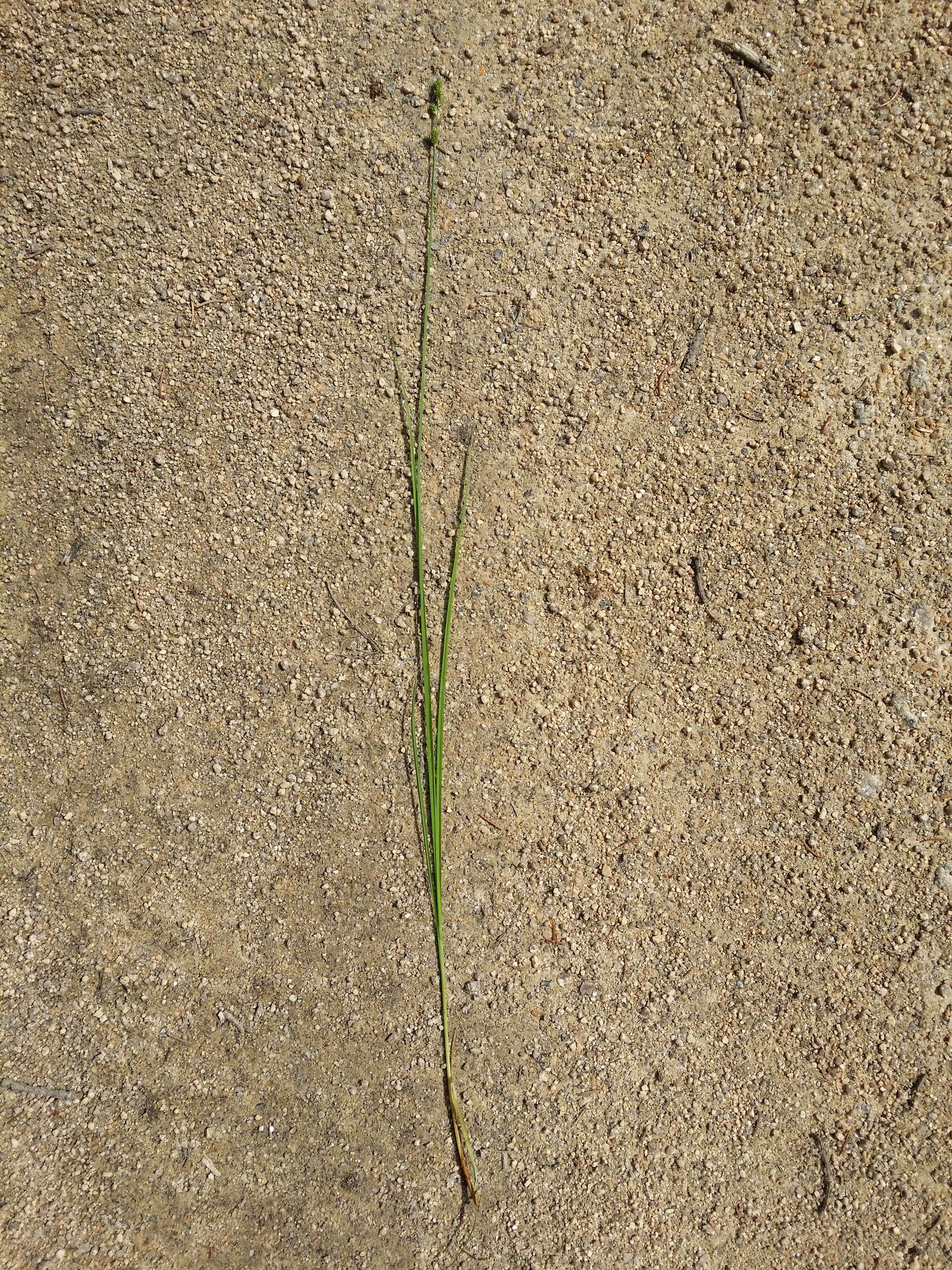 Image of Gray Bog Sedge