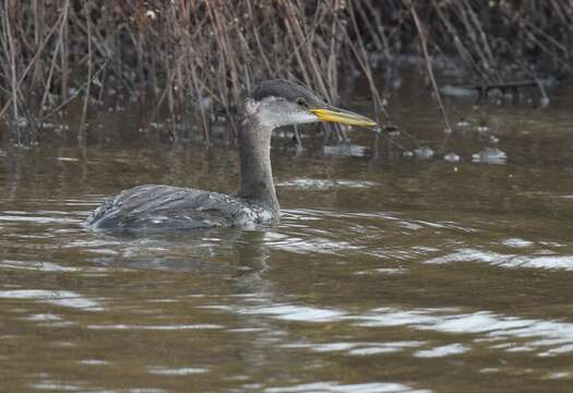 Image of Red-necked Grebe