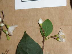 Image of Japanese snowbell