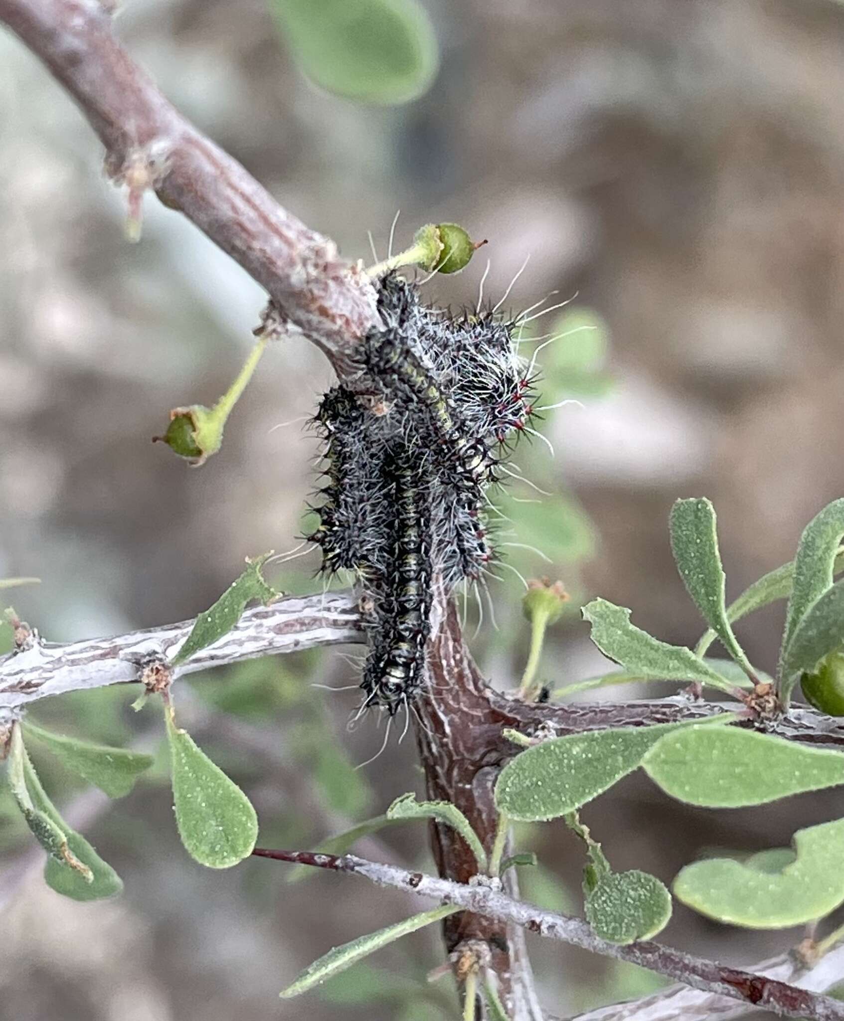 Image of Agapema anona