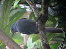 Image of Dusky Piha