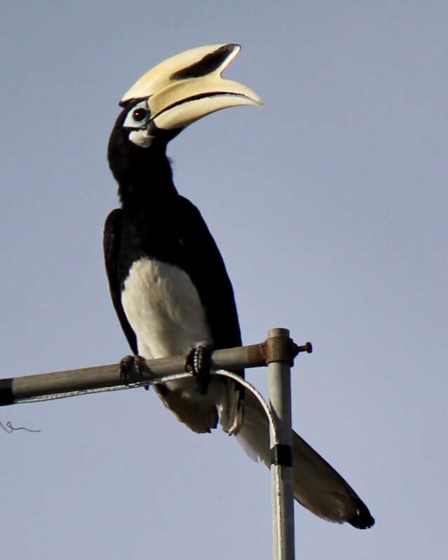 Image of Oriental Pied Hornbill