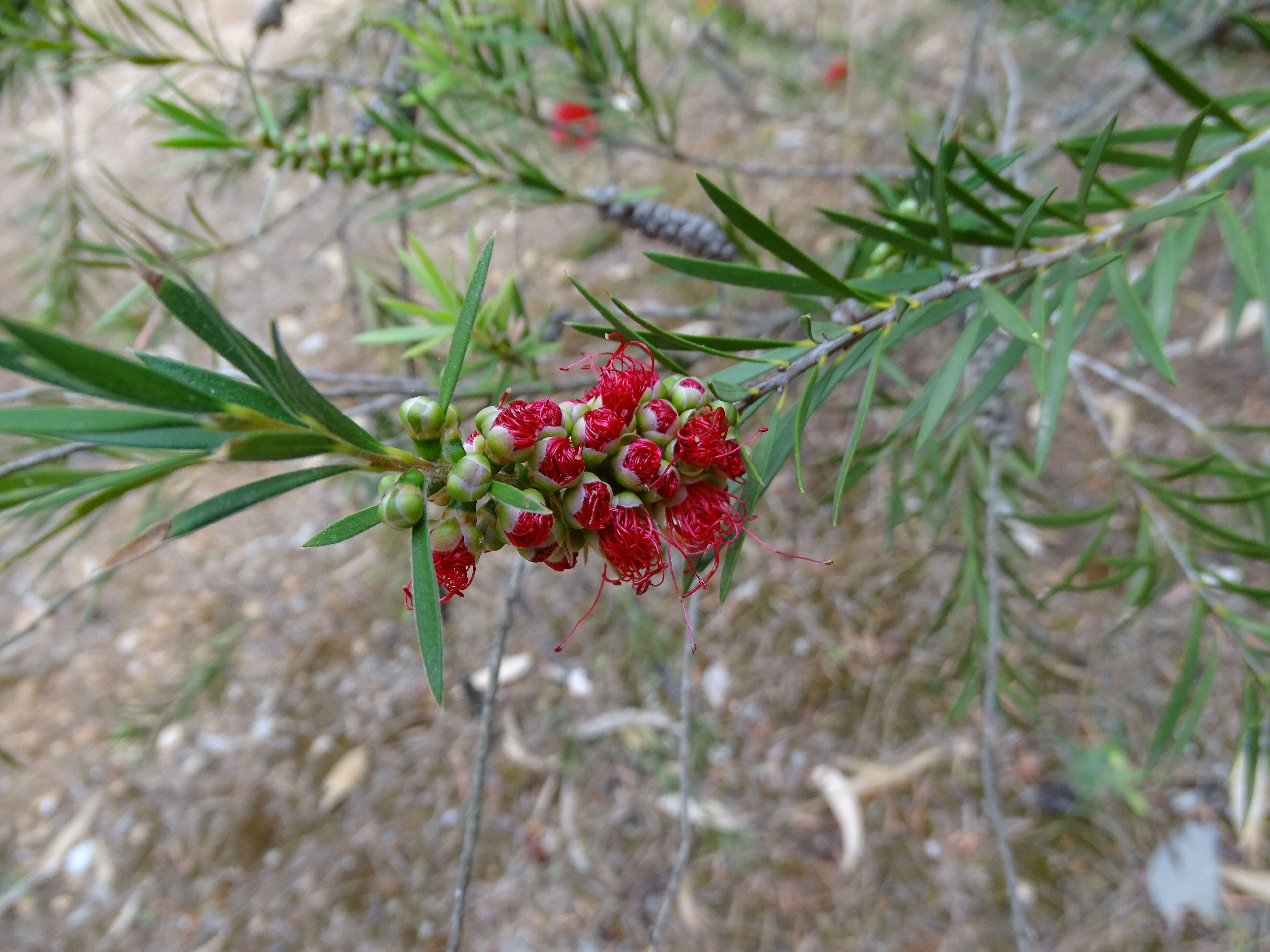 Image of scarlet bottlebrush