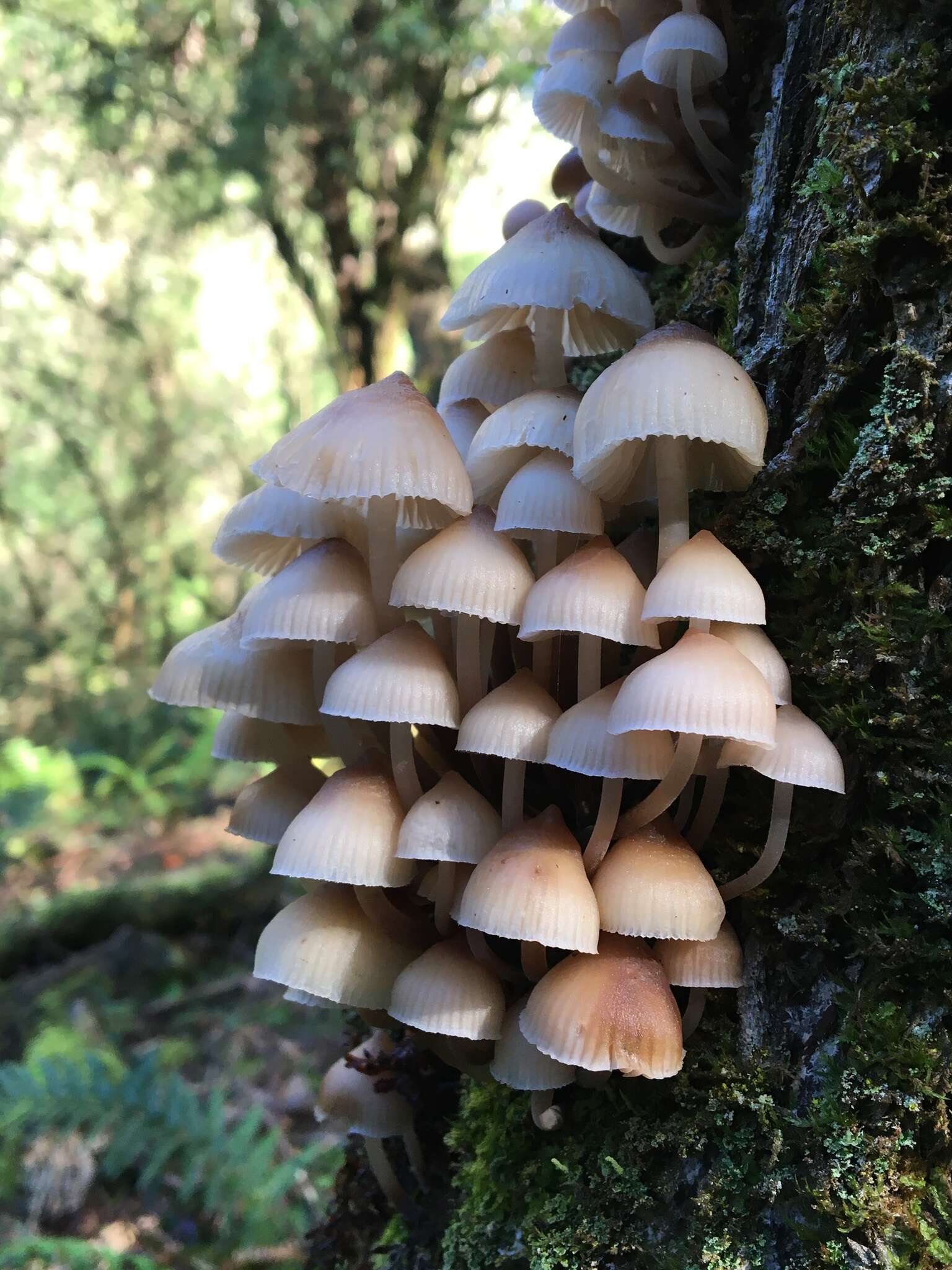 Image of Mycena clarkeana Grgur. 1997