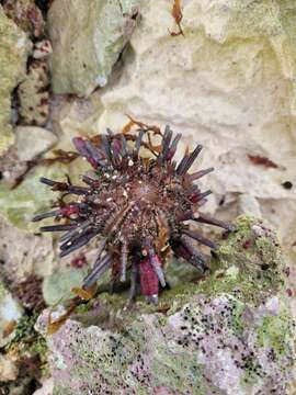 Image of slate pencil urchin