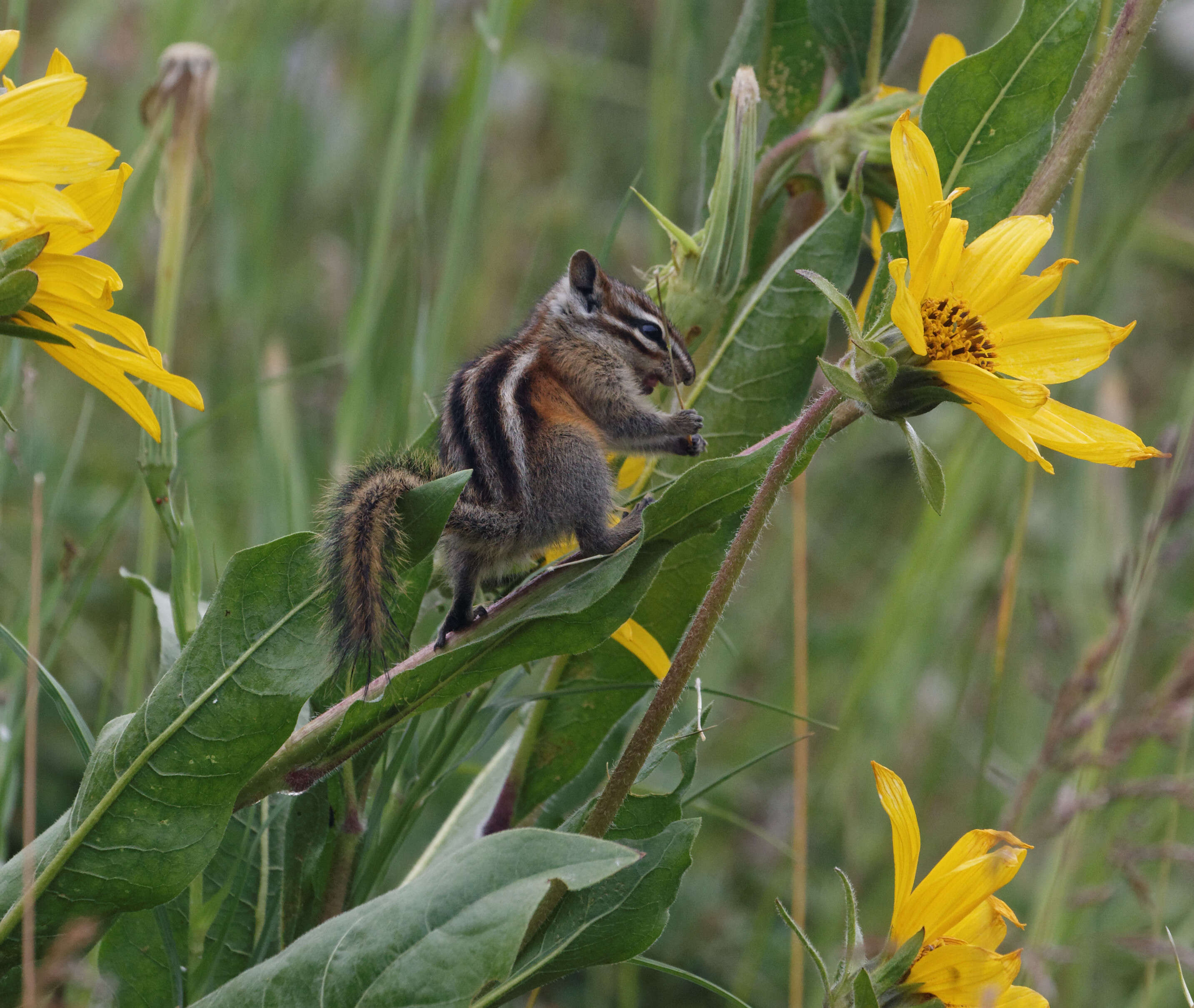 Image of Least Chipmunk