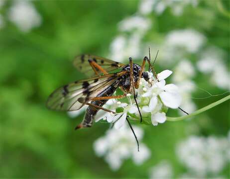 Image of Ptychoptera contaminata (Linnaeus 1758)