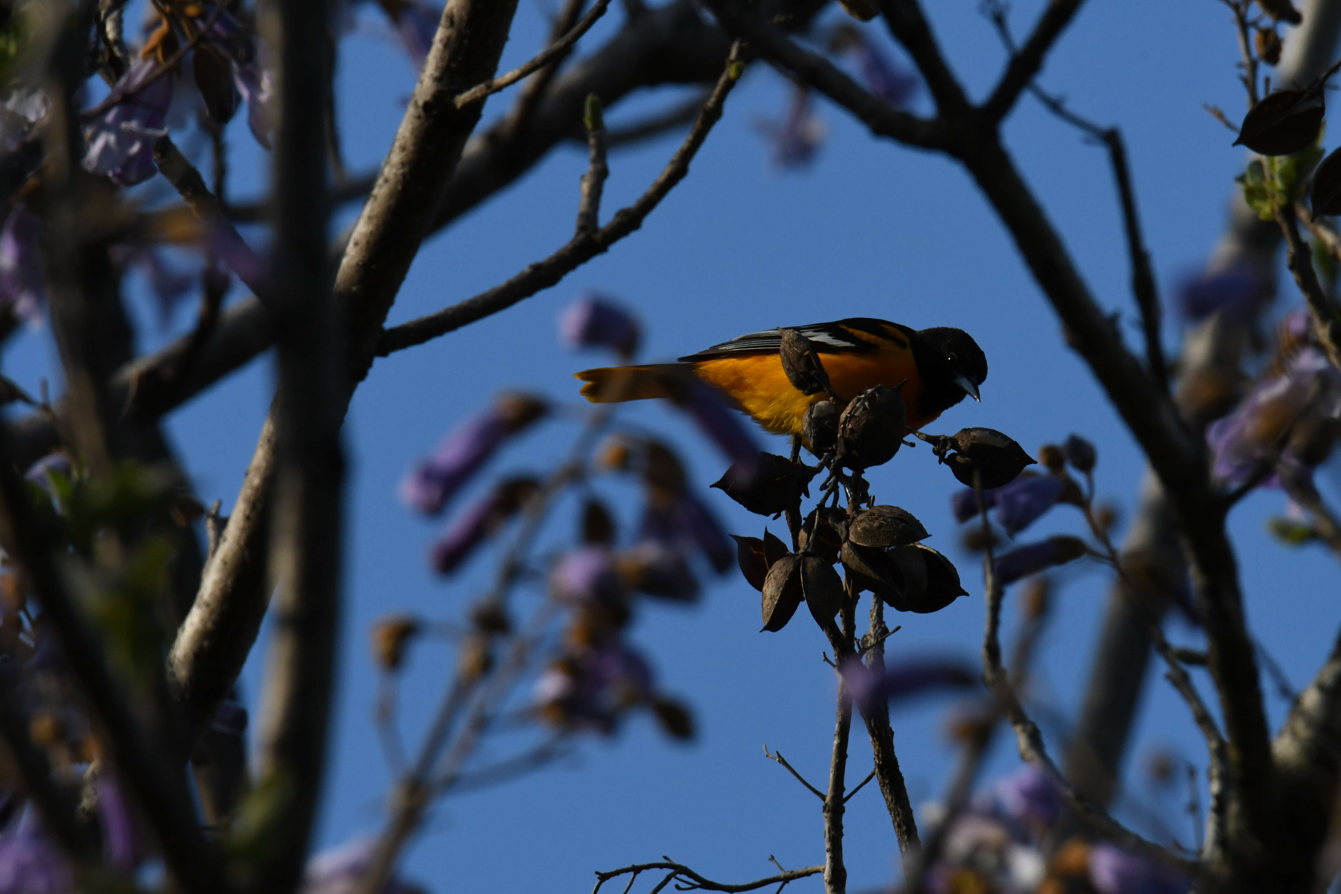 Image of Baltimore Oriole