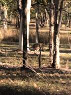 Image of Agile Wallaby