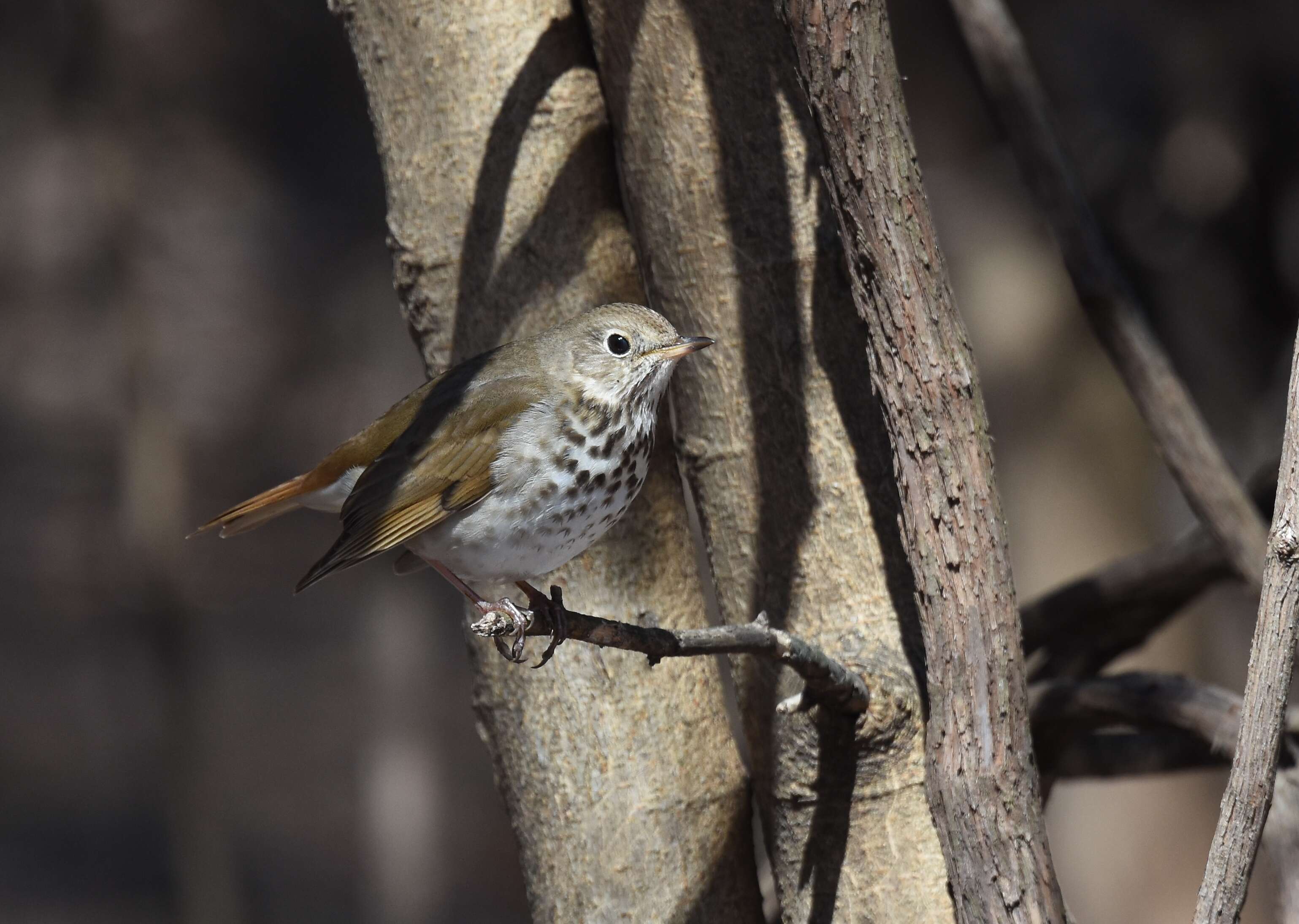 Image of Hermit Thrush