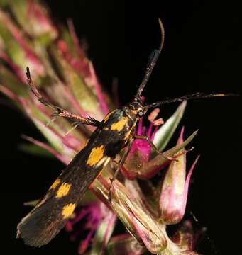 Image of Eretmocera syleuta Meyrick 1926