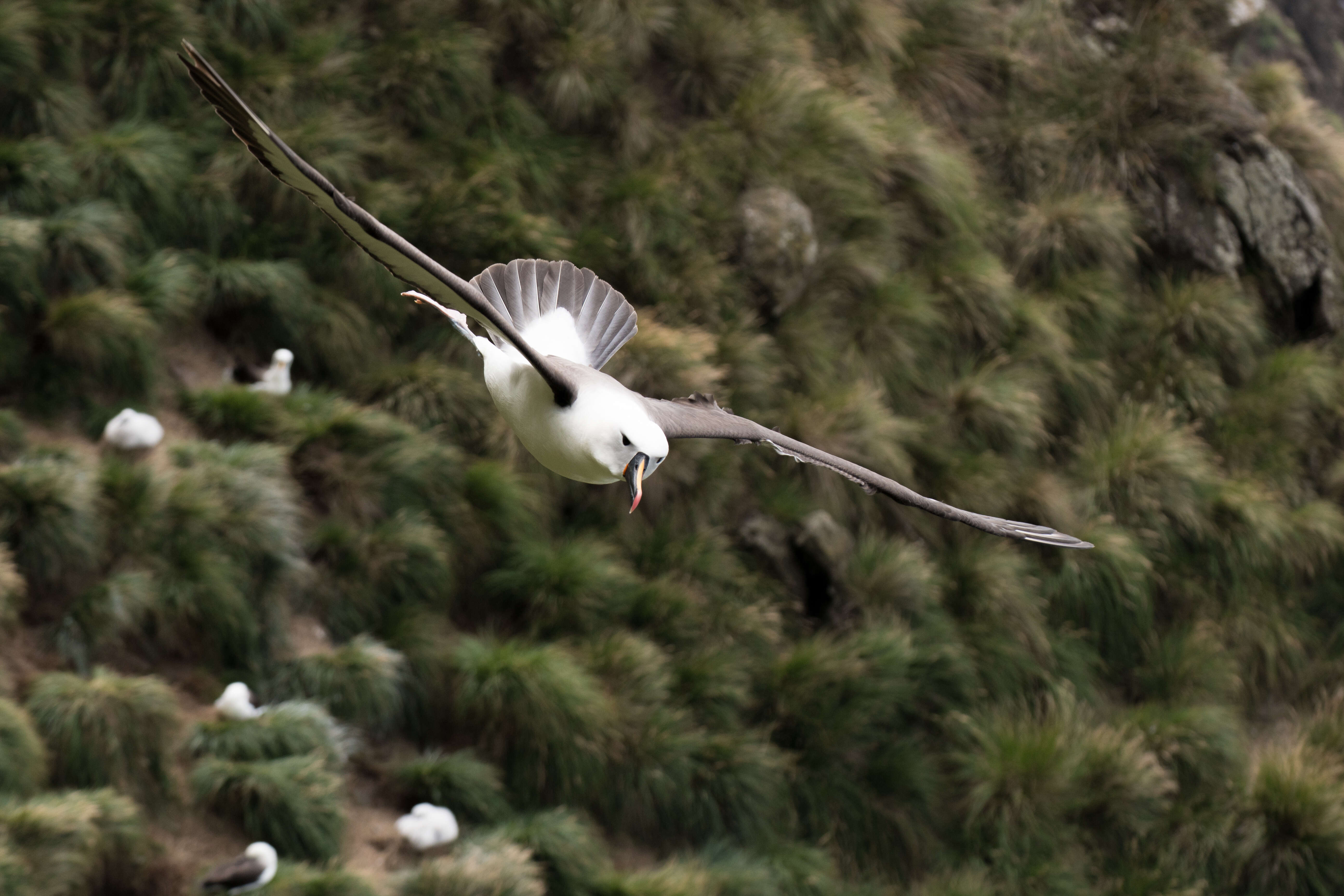 Image de Albatros de Carter