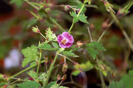 Image of <i>Geranium</i> × <i>cantabrigiense</i>