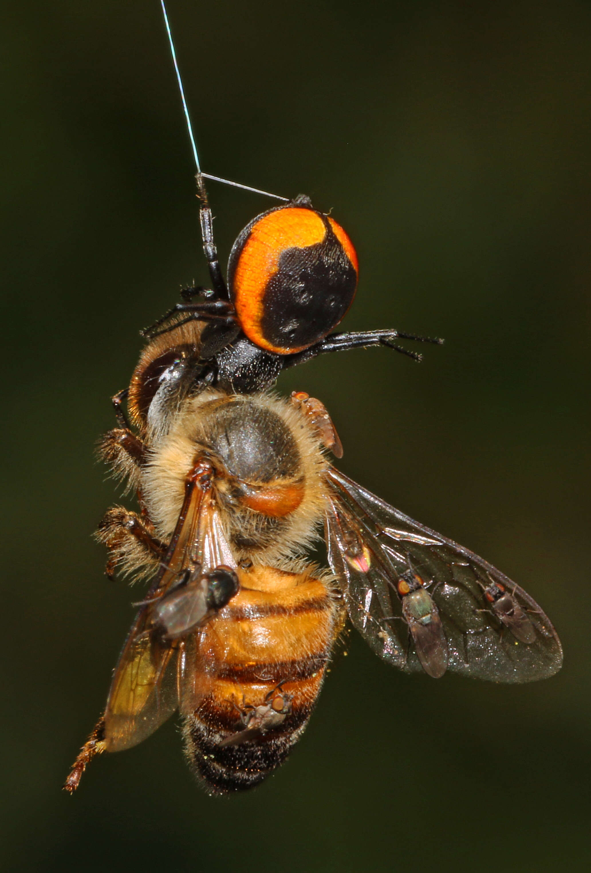 Image de Apis mellifera scutellata