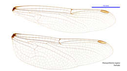 Image of Parasynthemis regina (Selys 1874)