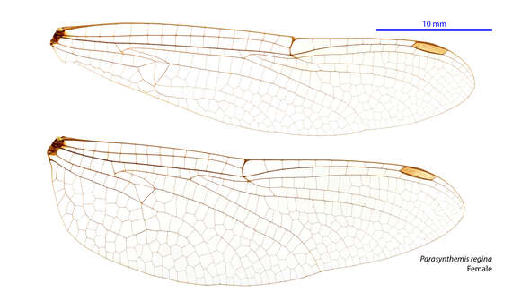 Image of Parasynthemis Carle 1995