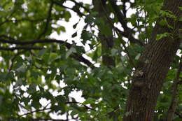 Image of Chestnut-sided Warbler