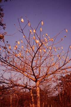 Image of Dimorphic Egret