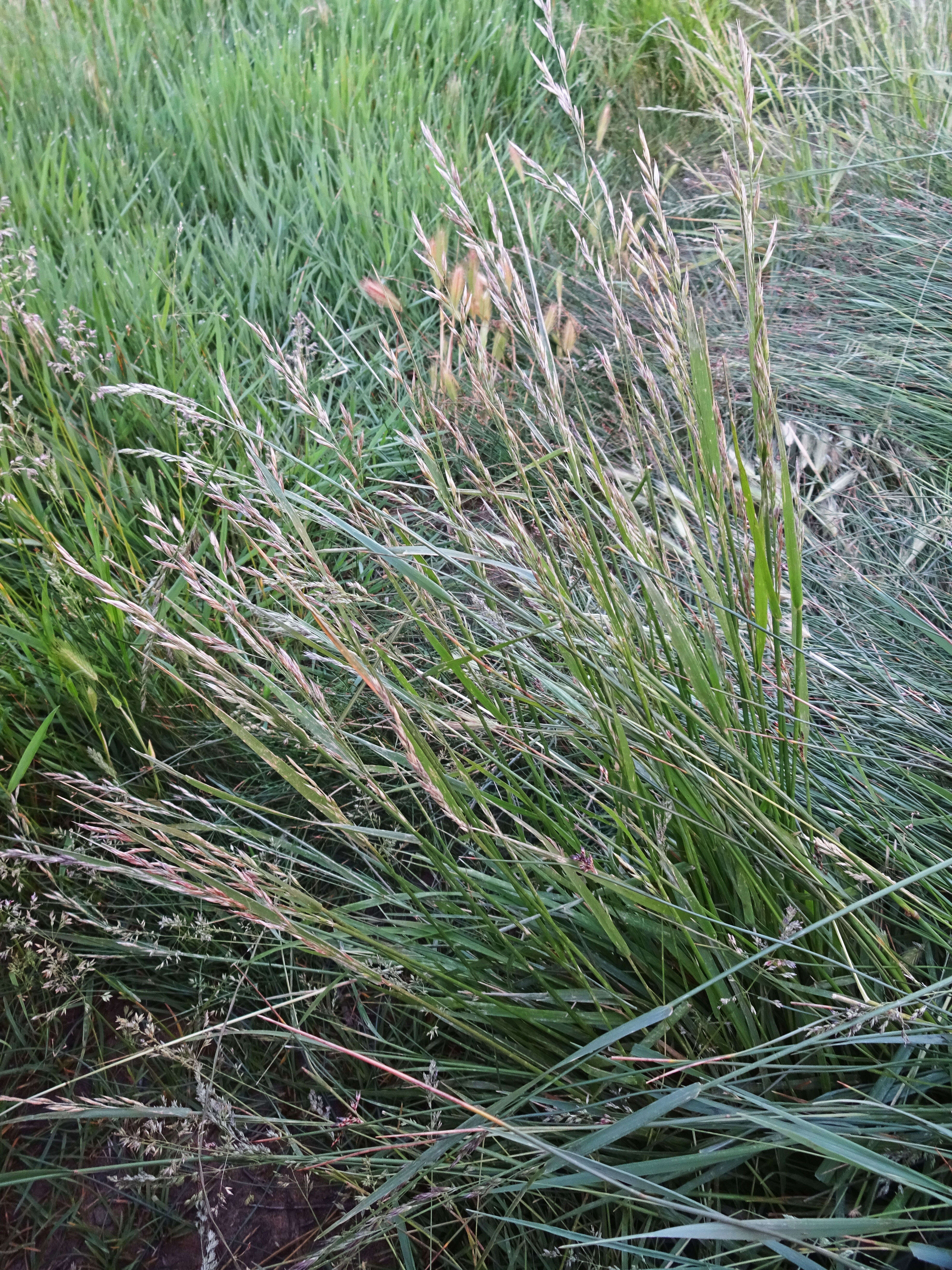 Image of ravine fescue