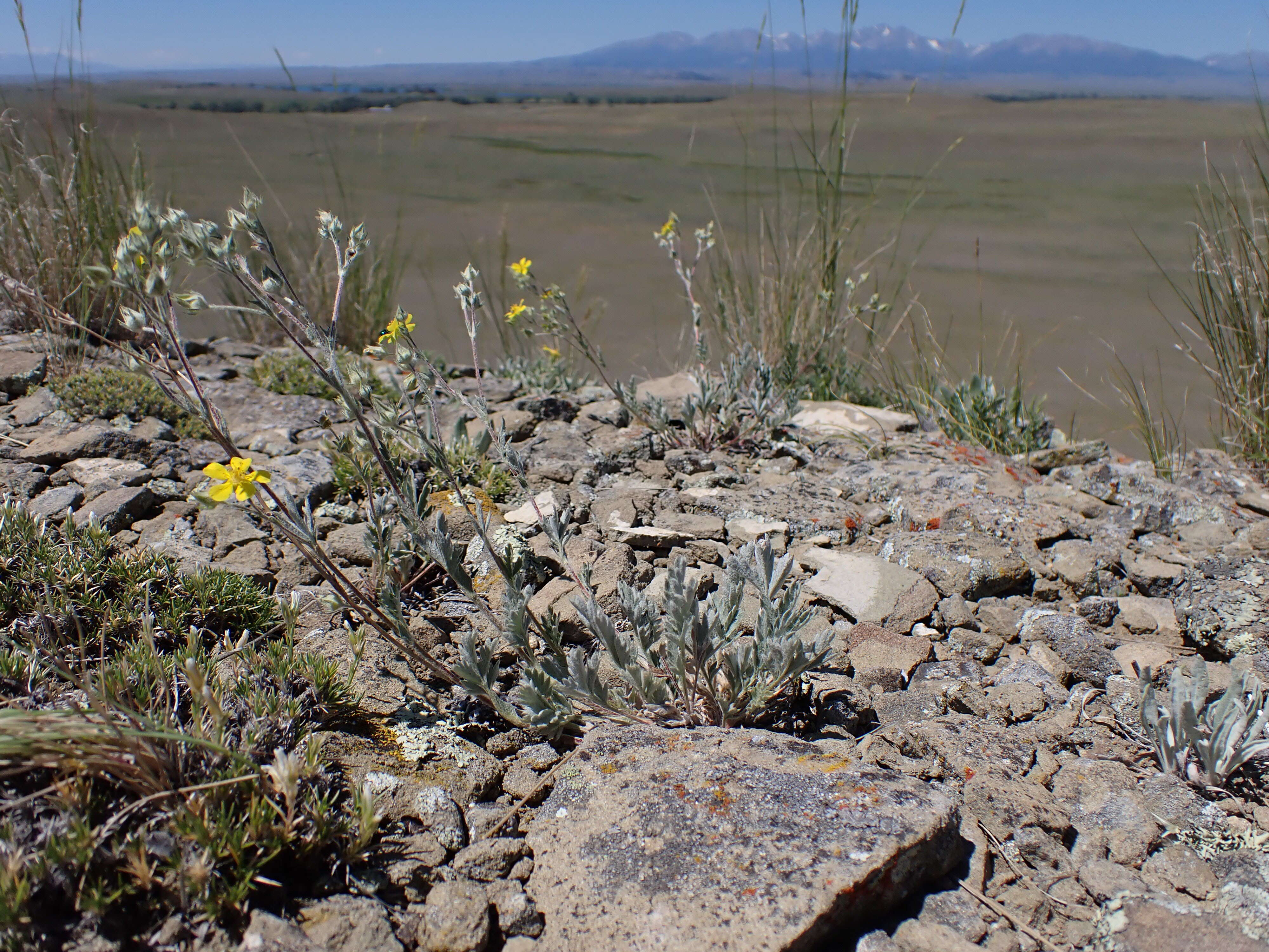 Image of woolly cinquefoil