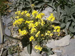 Image de Erysimum jugicola