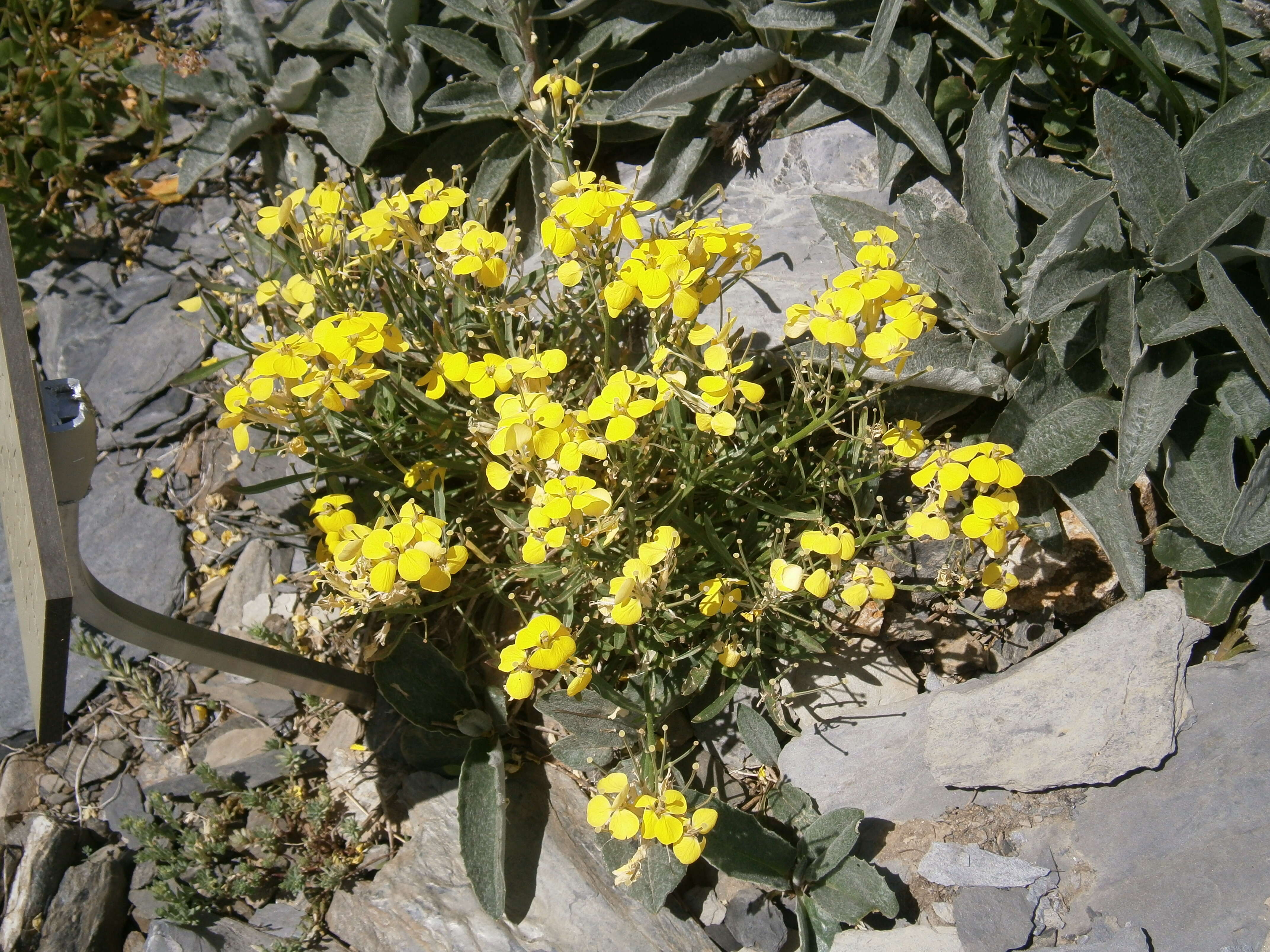 Image de Erysimum jugicola